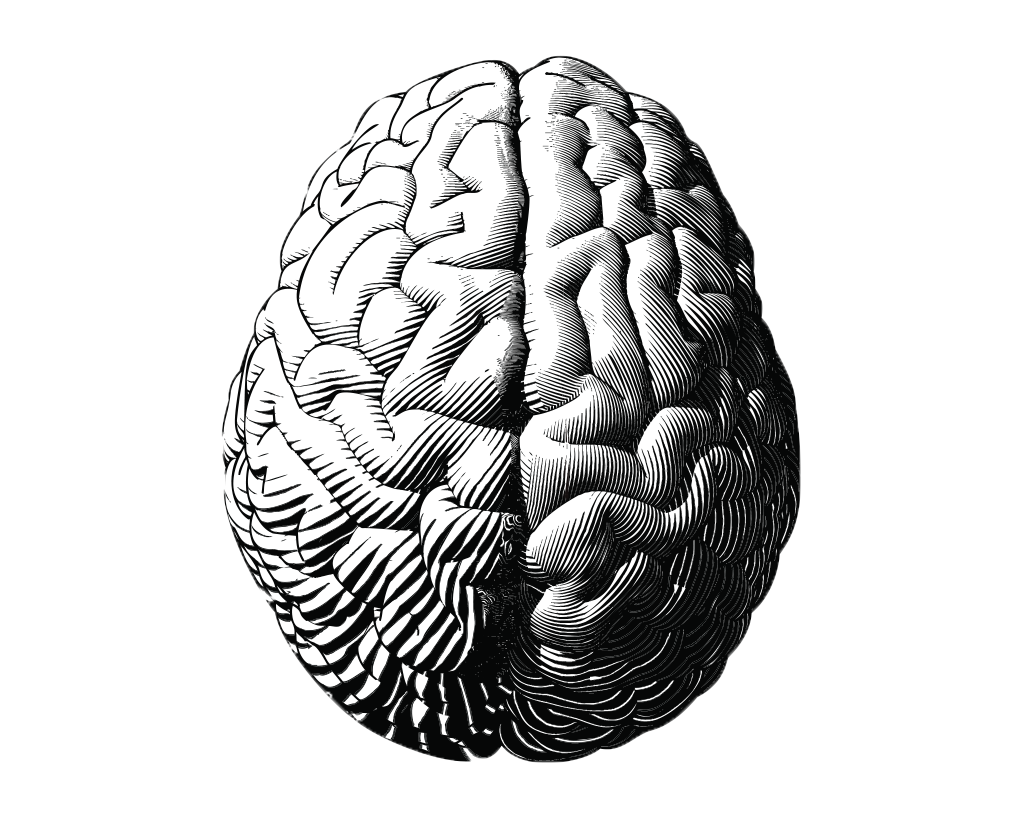 black and white illustration of a brain