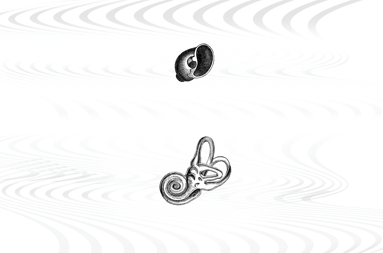 image of a shell and an inner ear drum
